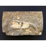 Protocallianassa antiqua